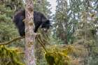 USA, Alaska. Black bear climbing moss covered tree at Anan Bear Observatory. Art Print